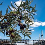 Tüpraş, BiZeolCat Horizon2020 Projesi