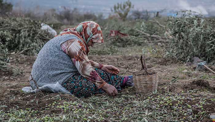 350 bin kişi ölmez ağaç için imza verdi: Zeytinime Dokunma 3 zeytin 1