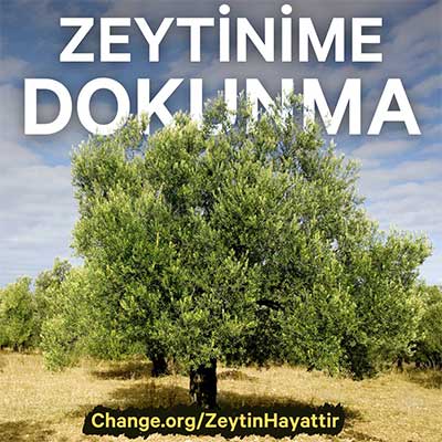 350 bin kişi ölmez ağaç için imza verdi: Zeytinime Dokunma 2 zeytinhayattir