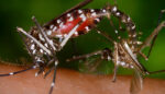 Aedes sivrisinekleri 2