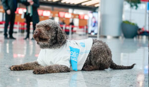 IGA Istanbul Havalimani Terapi Kopek Projesi 1