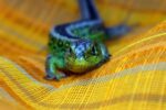 lizard 5152663 1280