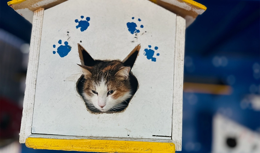 Ekol Lojistik tesislerinde olusturulan yasam alanlarinda onlarca hayvana barinma imkani sunuluyor