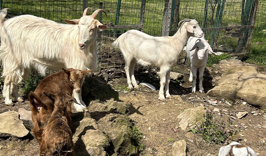 Ekol Lojistik ve Dogayi Koruma Projesi ile can dostlar huzur buluyor